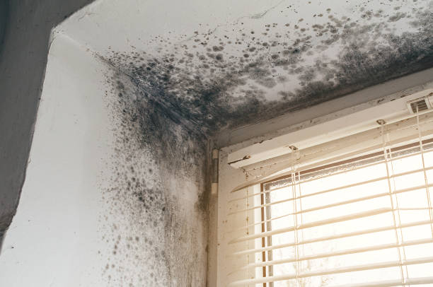 Affordable Mold Remediation solutions in Decatur, IL